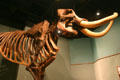 Mastodon skeleton side view in Museum of Florida History. Tallahassee, FL.
