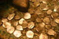 Spanish gold coins recovered from Spanish shipwreck in Museum of Florida History. Tallahassee, FL.