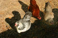 Heritage breeds of chicken at San Luis Historic Site. Tallahassee, FL.