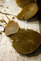 Horseshoe crabs at Georgia Aquarium. Atlanta, GA.