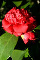 Camellia flower. Savannah, GA