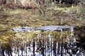 Floating vegetation disguises alligator in Okefenokee swamp. GA.