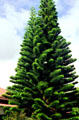 Imported Cook pine at Kilohana. Kauai, HI.