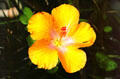 Hibiscus flower at Kula Botanical Gardens. Maui, HI.