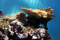 Various corals from Kaneohe Bay at Waikiki Aquarium. Waikiki, HI.