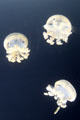 White spotted jellyfish at Waikiki Aquarium. Waikiki, HI.