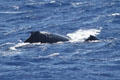 Humpback Whale mother & baby dive in water of Hawaiian Islands Humpback Whale NMS. Waikiki, HI.