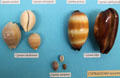 Cowrie shell examples at Bishop Museum. Honolulu, HI.