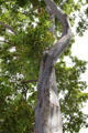 Mindanao gum tree in gardens of Dole Plantation. HI.
