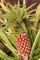 Pineapple at Dole Plantation