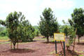 Macadamia nut trees at Dole Plantation. HI.