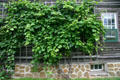 Typical Amana grape trellis attached to side of building. High Amana, IA.