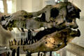 Tyrannosaurus Rex skull at Field Museum of Natural History. Chicago, IL.