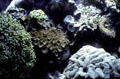 Corals at Shedd Aquarium. Chicago, IL.
