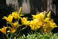Yellow lilies in garden at Pullman Village. Chicago, IL.