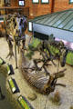 Dinosaur skeleton display at Museum of World Treasures. Wichita, KS.