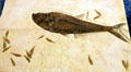 Green River formation fish fossils at Museum of World Treasures. Wichita, KS.