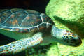 Green sea turtle at Aquarium of the Americas. New Orleans, LA.