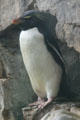 Rockhopper Penguin at Aquarium of the Americas. New Orleans, LA.