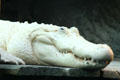 Albino alligator at Aquarium of the Americas. New Orleans, LA.