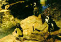 African Penguins , native to South Africa, in New England Aquarium. Boston, MA.