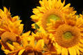 Sunflowers in market. Boston, MA