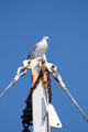 Gull atop mast. New Bedford, MA.