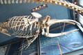 Whale skeletons at New Bedford Whaling Museum. New Bedford, MA.