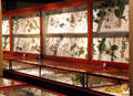Glass flower collection by Leopold & Rudolph Blaschka at Harvard Museum of Natural History. Cambridge, MA.