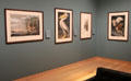 Collection of paintings by John James Audubon at Museum of Fine Arts. Boston, MA.