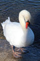 Swan. Rockport, MA.