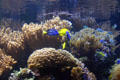 Reef life at National Aquarium. Baltimore, MD.