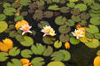 Water lilies in Meijer Garden. Grand Rapids, MI