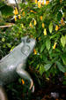 Bronze toad in a tropical garden in Meijer Garden. Grand Rapids, MI.