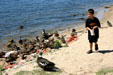 Youngster feeding ducks. New Buffalo, MI.