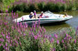 Pleasure boat cruises wildflower-lined channel. Saugatuck, MI.