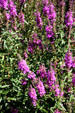 Purple wildflowers. Saugatuck, MI.