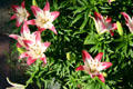 Pink lilies in Clemens Botanical Gardens. St. Cloud, MN.