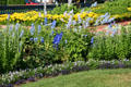 Blue & yellow beds in Clemens Botanical Gardens. St. Cloud, MN.