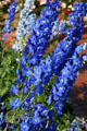 Blue bouquet in Clemens Botanical Gardens. St. Cloud, MN.