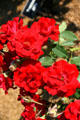 Red roses in Clemens Botanical Gardens. St. Cloud, MN.