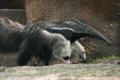Anteater at St. Louis Zoo. St Louis, MO.