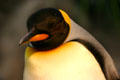 King Penguin at St. Louis Zoo. St Louis, MO.