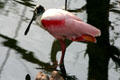 Roseate spoonbill at St. Louis Zoo. St Louis, MO.