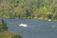 Raft of White Pelicans on Bear Creek beside Highway US 287. MT.