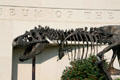Head section of T-Rex skeleton sculpture at Museum of the Rockies. Bozeman, MT