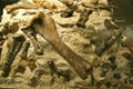 Diplococus bones in mudstone at Museum of the Rockies. Bozeman, MT.