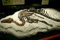Tenotosaurus tilletti skeleton found in Montana at Museum of the Rockies. Bozeman, MT.