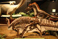 Sculpted bones of Deinonychus attacking Tenotosaurus at Museum of the Rockies. Bozeman, MT.