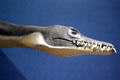 Pleiosaurus model showing teeth at Museum of the Rockies. Bozeman, MT.